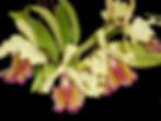 Thumbnail: Cattleya dowiana 'aurea'