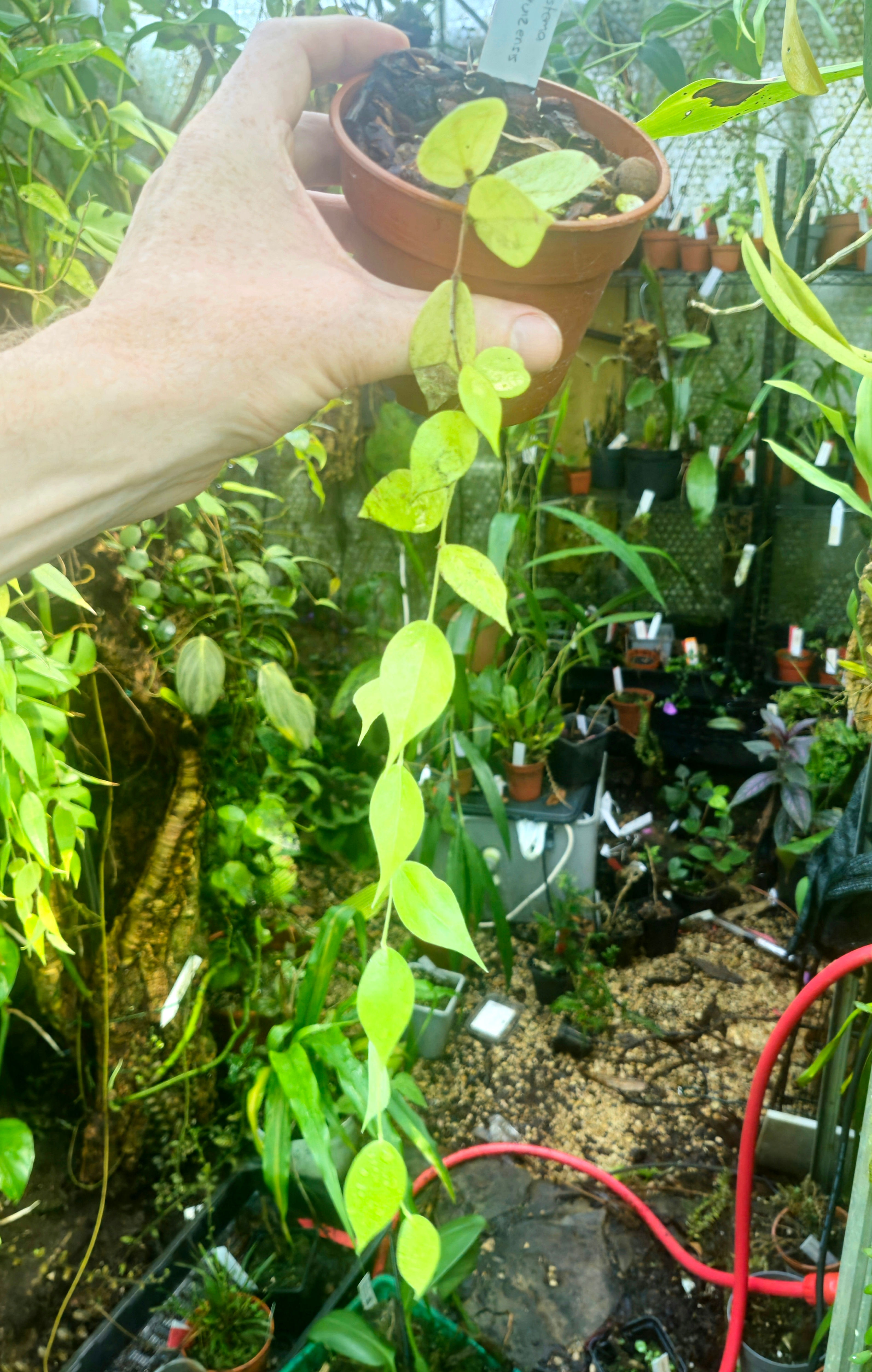 Ceratostema gualaquizensis