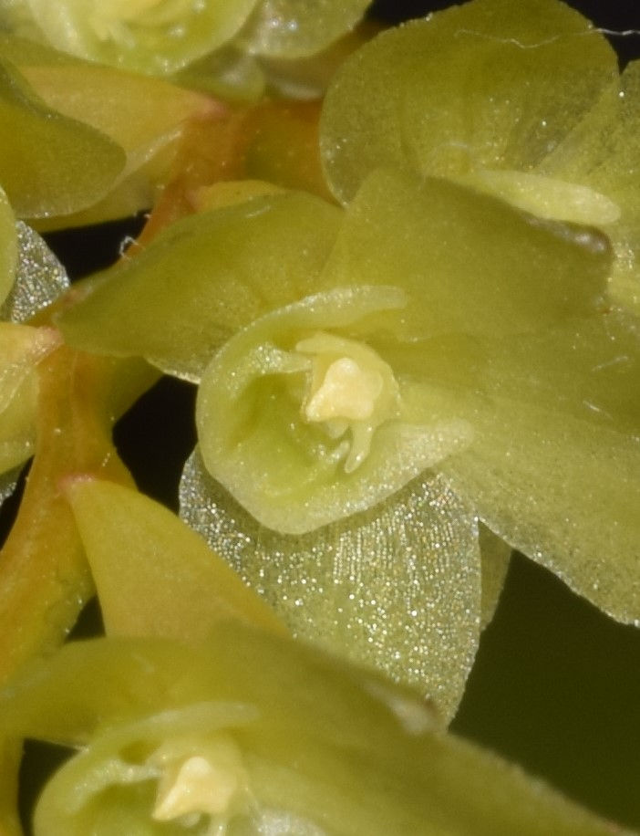 Thumbnail: Dendrochilum diabloviride