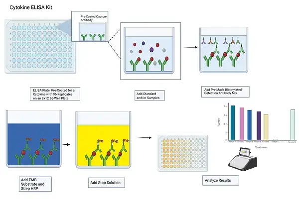Cytokine ELISA Kit (2).webp