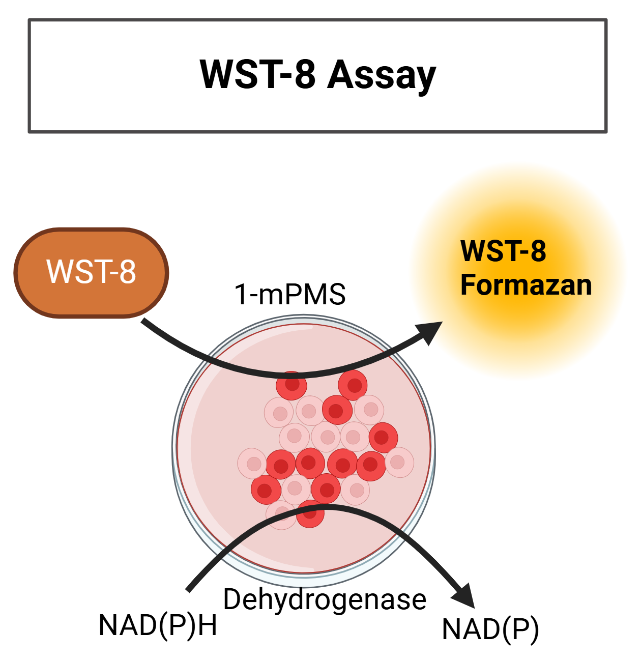 WST-8 Reagent  1ml