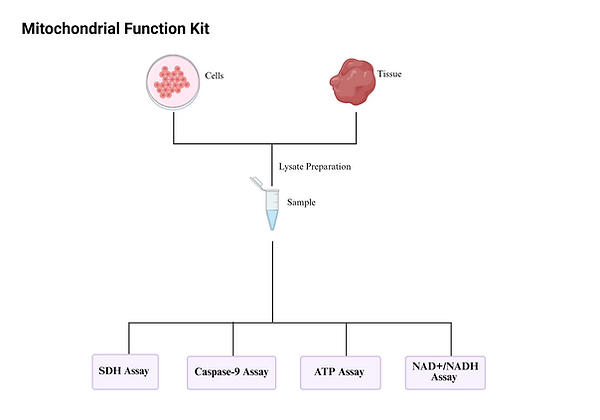 mitochondrial function.png