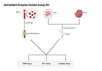 Antioxidant Enzyme Combo.png