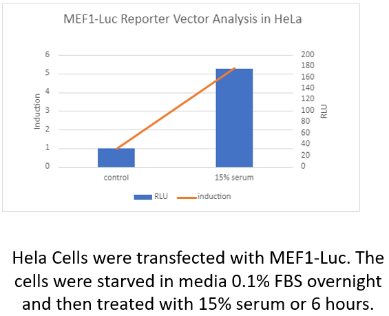 pMEF1-Luc