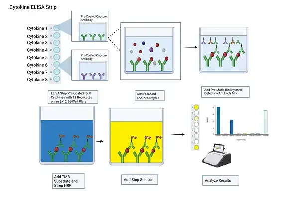 Cytokine ELISA Strip (3).webp