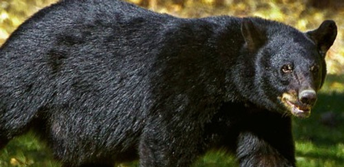 black-bear.jpg