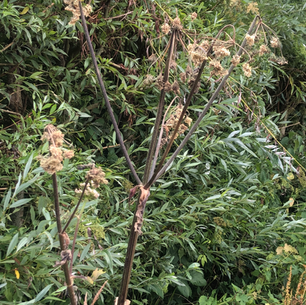 Lofzang op het rommelige leven