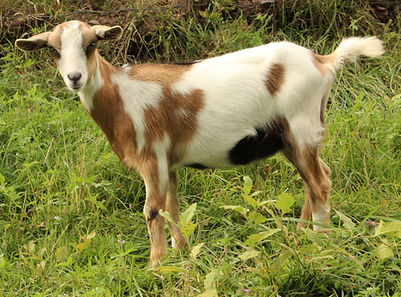 barefoot barbie doeling5.JPG