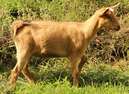 Mosaic doeling2.JPG