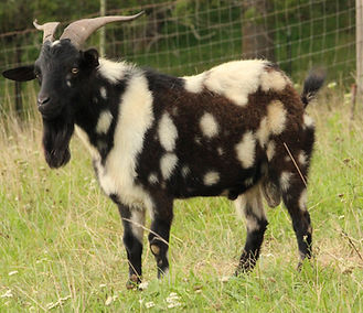 Smiley's Moonspotted man7.JPG