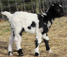 Bobasheely doeling2.JPG