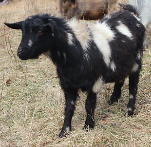 Moonspotted boy2.JPG