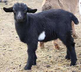 Meningeal goat black buck.JPG
