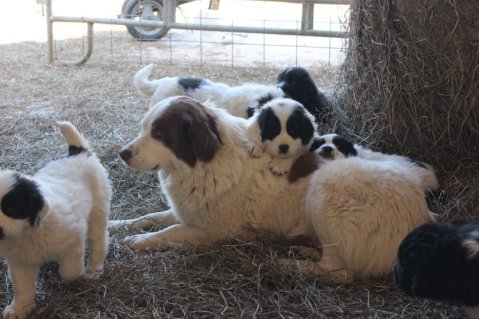 Sophie and pups