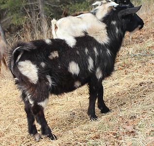 Moonspotted boy4.JPG