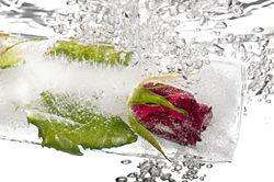 Eisrose im Wasser