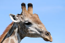 Met hun lange nek komt een kudde giraffen tevoorschijn