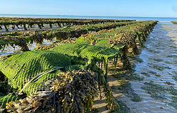 oyster farm france normandy seafood atlantic ocean.jpg