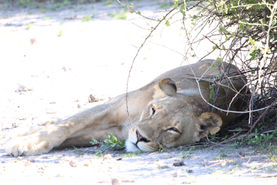 Leeuwin - Botswana