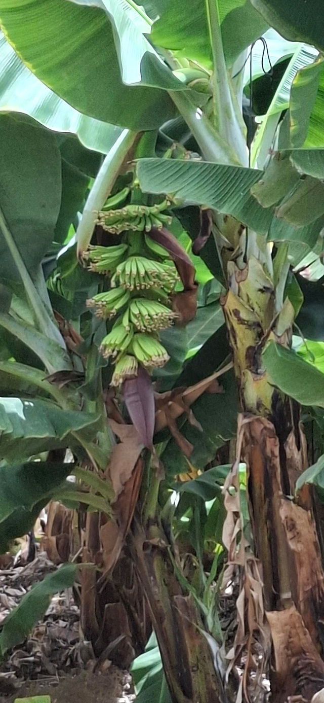 Waarom en geen bananen uit Tenerife in de Belgische supermarkt liggen