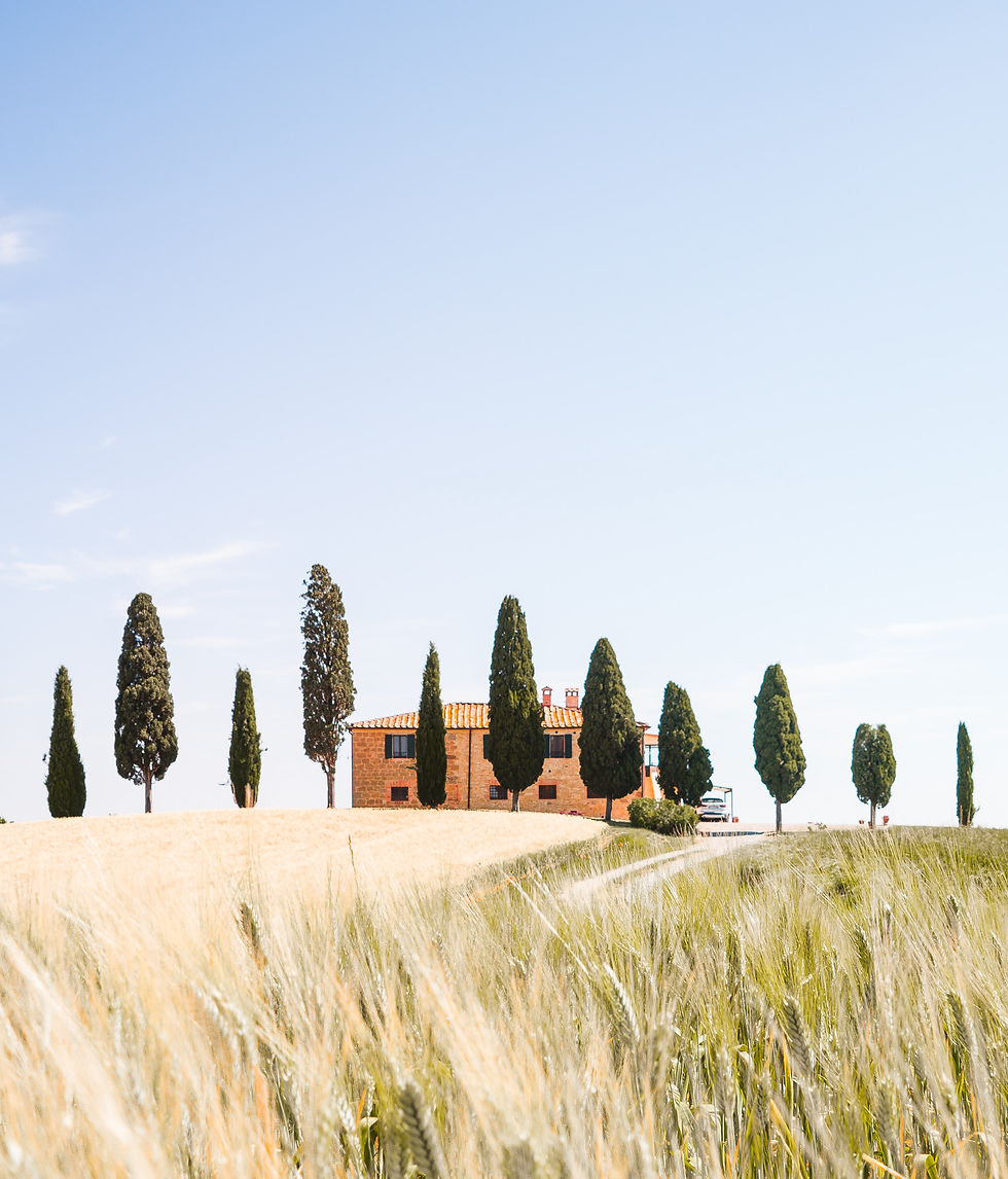 brown and green grass field_edited.jpg