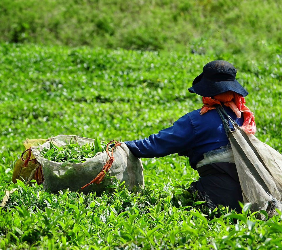 Mauritius - Picker in a field of tea_edited