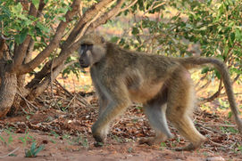 Dieren spotten in Zimbabwe