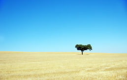 Oak tree, Alentejo , Portugal