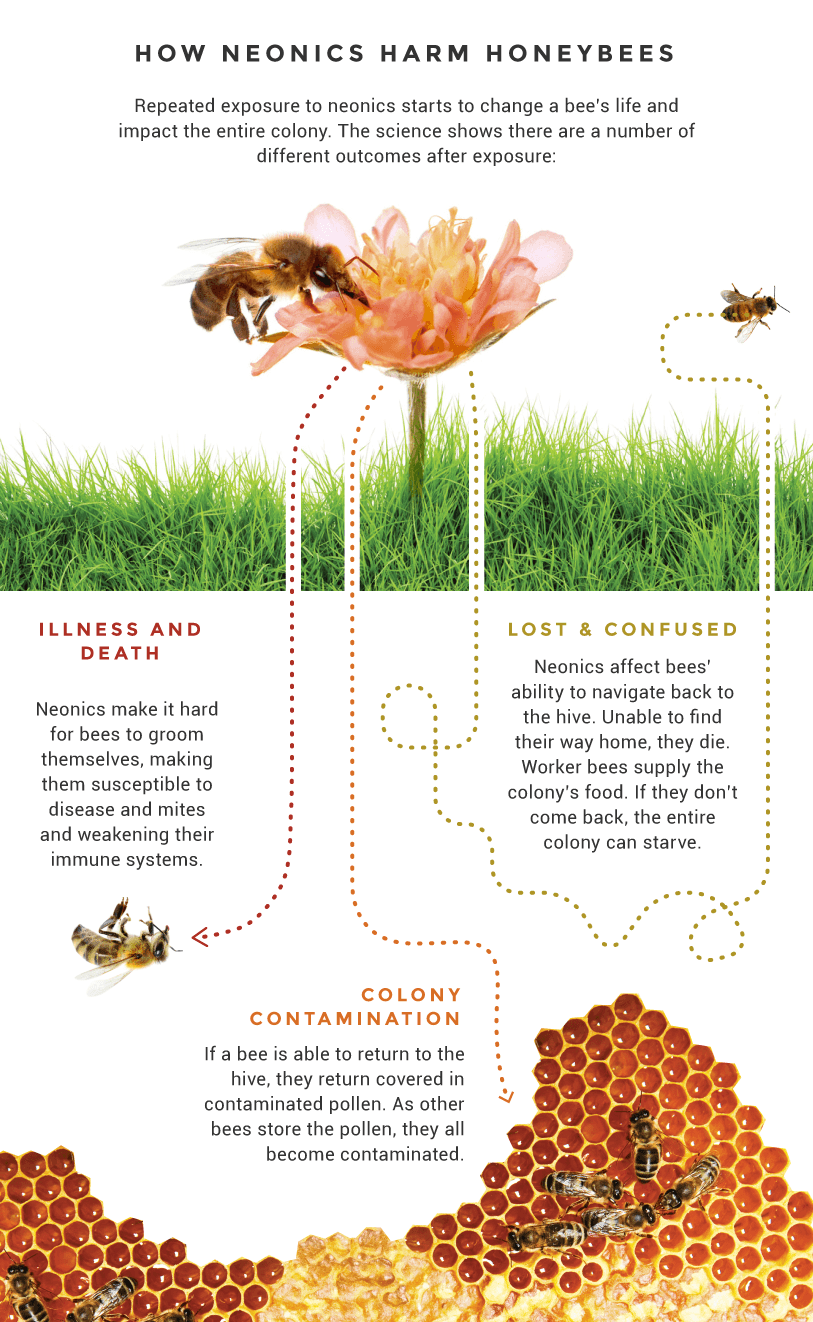 Problems for Pollinators, Part 1: Pesticides