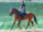 MERLOT 3