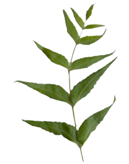 Margosa - leaf 2