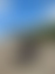 But you're not a dog lover!