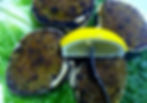 Baked Stuffed Clams