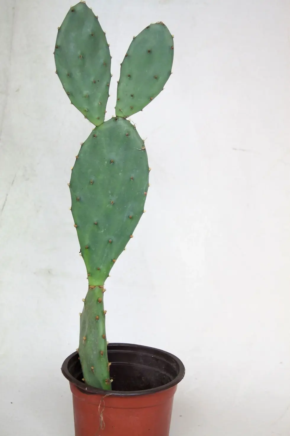 hint inciri kaktüsü