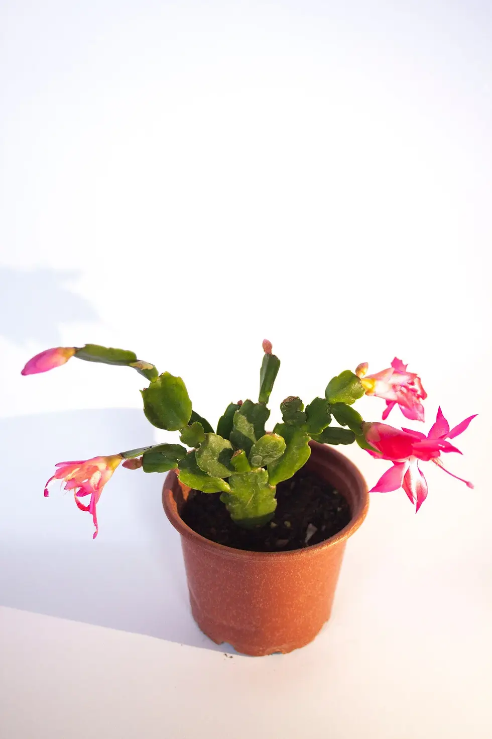 Küçük resim: Yılbaşı Çiçeği