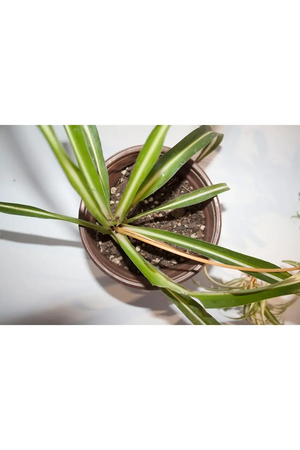 Küçük resim: kurdele çiçeği