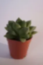 Hawortia Tombik