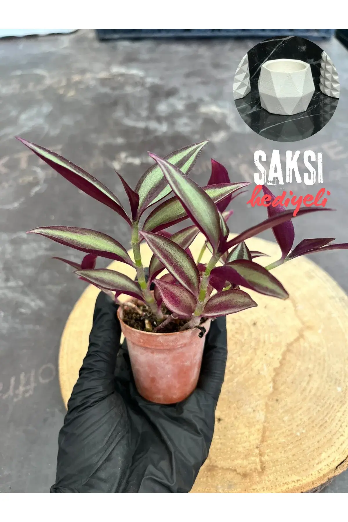 İnce Yapraklı Mor Telgraf Çiçeği