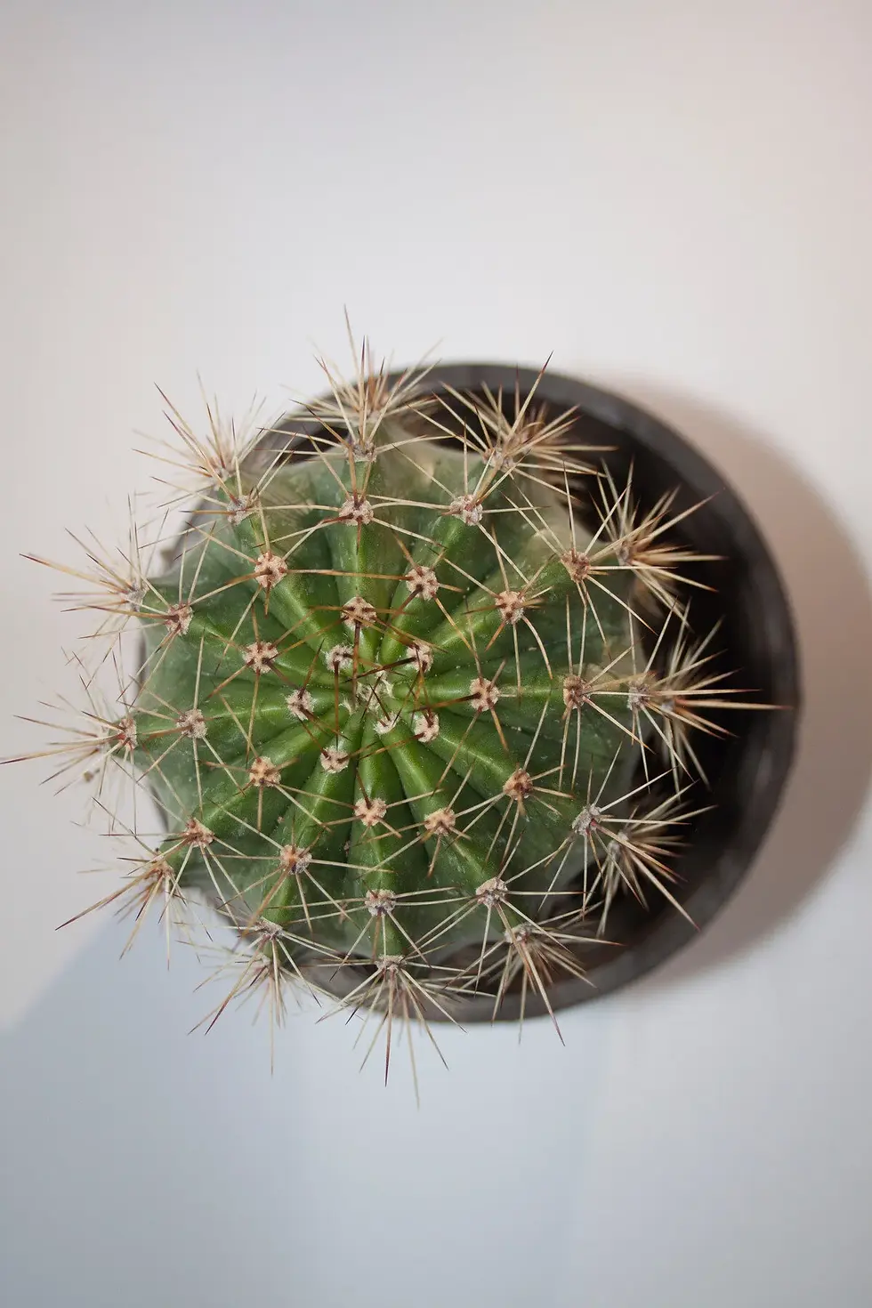 Küçük resim: çiçekli kaktüs