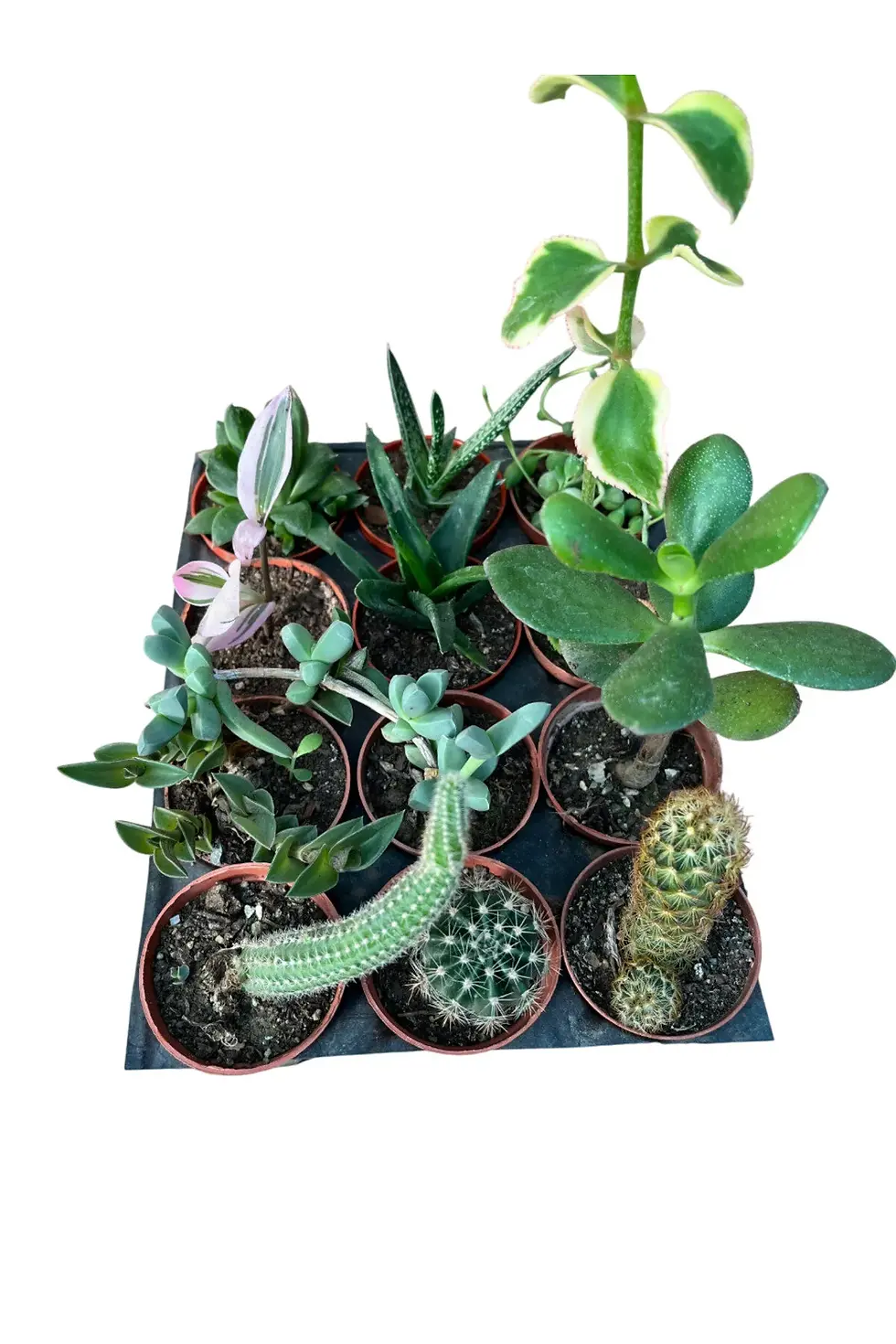 Küçük resim: sukulent kaktüs set