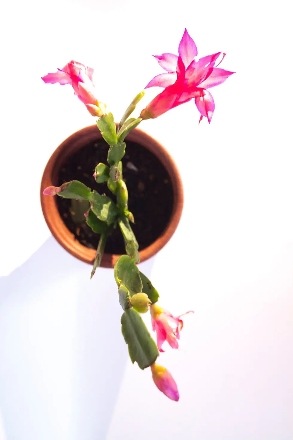 Küçük resim: Yılbaşı Çiçeği