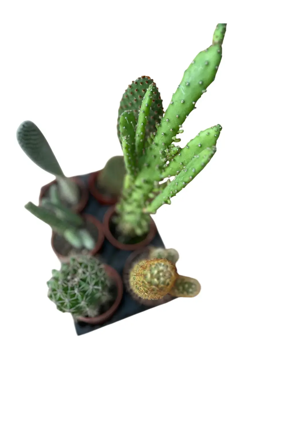 sukulent kaktüs set