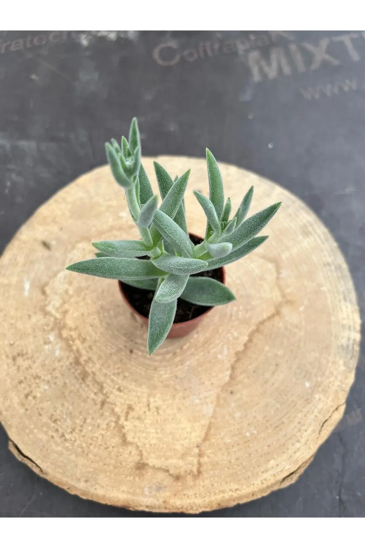 Tüylü Çiçek Açan sukulent