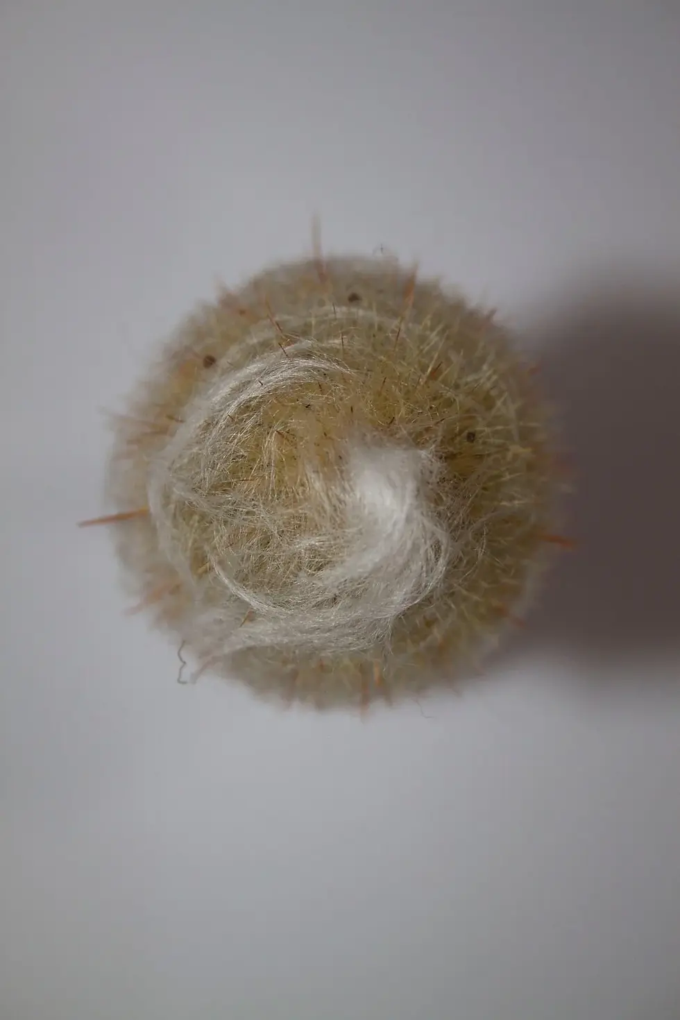 Küçük resim: Tüylü Kaktüs