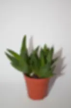 Hawortia Pentagon