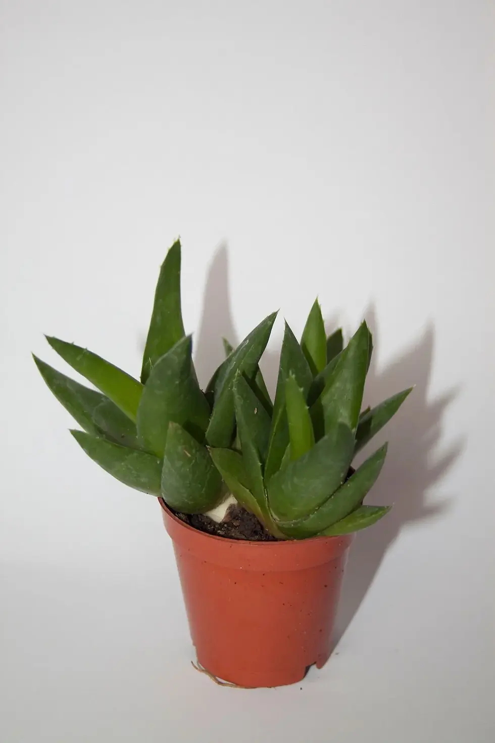 Hawortia Pentagon
