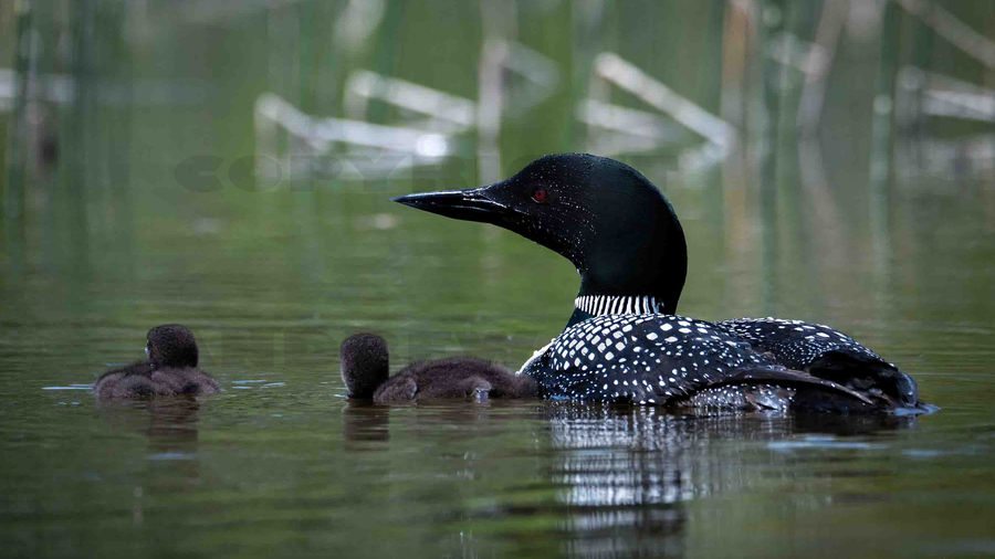 Common Loon family, Jasper National Park, Alberta,Canada