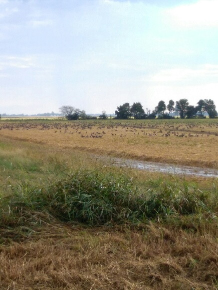 Speckle Belly Geese already arriving in Arkansas
