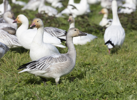 Really Good News From The Tundra