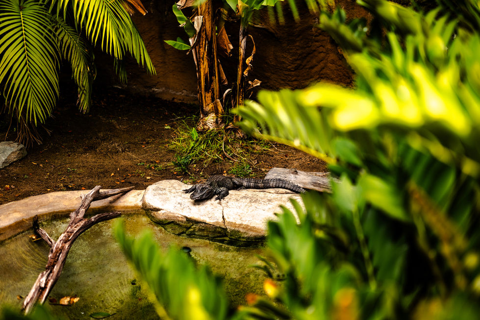 zoo-06